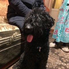 Подробнее об объявлении «Найдена собака кобель Нижний Новгород» Фото: найдена собака  «Найдена собака кобель Нижний Новгород» в г. Нижний Новгород