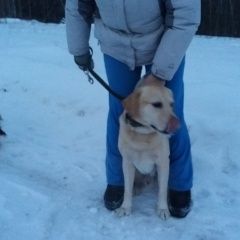Подробнее об объявлении «Найдена собака кобель лабрадора. Брянск» Фото: найдена собака Лабрадор ретривер «Найдена собака кобель лабрадора. Брянск» в г. Брянск