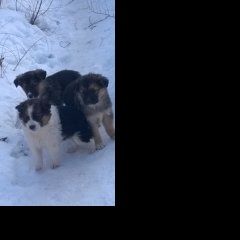 Подробнее об объявлении «Воронеж Найдена собака щенки» Фото: найдена собака  «Воронеж Найдена собака щенки» в г. Воронеж