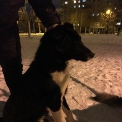 Подробнее об объявлении «Найдена собака кобель Нижний Новгород» Фото: найдена собака  «Найдена собака кобель Нижний Новгород» в г. Нижний Новгород