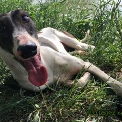 Подробнее об объявлении «Найдена собака кобель охотничья собака в с. московском Ставрополь» Фото: найдена собака  «Найдена собака кобель охотничья собака в с....» в г. Ставрополь