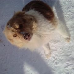 Подробнее об объявлении «Черноголовка Найдена собака кобель» Фото: найдена собака  «Черноголовка Найдена собака кобель» в г. Черноголовка