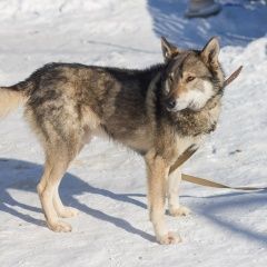 Подробнее об объявлении «Найдена собака кобель Нижний Новгород» Фото: найдена собака  «Найдена собака кобель Нижний Новгород» в г. Нижний Новгород