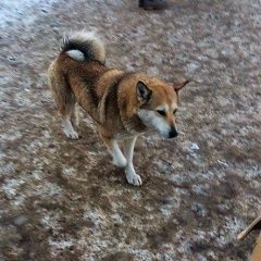 Подробнее об объявлении «Найдена собака Нижний Новгород» Фото: найдена собака  «Найдена собака Нижний Новгород» в г. Нижний Новгород