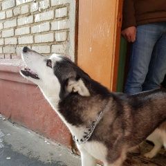 Подробнее об объявлении «Найдена собака хаски Ивантеевка (Московская обл.)» Фото: найдена собака  «Найдена собака хаски Ивантеевка (Московская обл.)» в г. Ивантеевка (Московская обл.)