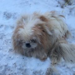 Подробнее об объявлении «Ильинский (Московская обл.) Найдена собака пекинес» Фото: найдена собака Пекинес «Ильинский (Московская обл.) Найдена собака пекинес» в г. Ильинский (Московская обл.)