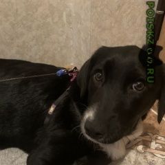 Подробнее об объявлении «Краснодар Найдена собака» Фото: найдена собака  «Краснодар Найдена собака» в г. Краснодар