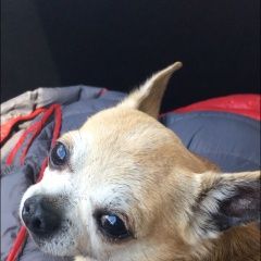 Подробнее об объявлении «Найдена собака кобель чихуахуа Электросталь» Фото: найдена собака Чихуахуа «Найдена собака кобель чихуахуа Электросталь» в г. Электросталь