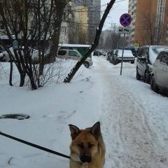 Подробнее об объявлении «Найдена собака кобель Москва» Фото: найдена собака  «Найдена собака кобель Москва» в г. Москва