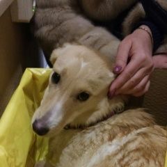 Подробнее об объявлении «Найдена собака ищем хозяина Королев» Фото: найдена собака  «Найдена собака ищем хозяина Королев» в г. Королев