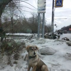 Подробнее об объявлении «Найдена собака кобель Новосибирск» Фото: найдена собака  «Найдена собака кобель Новосибирск» в г. Новосибирск