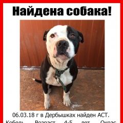 Подробнее об объявлении «Казань Найдена собака кобель ищет настоящих владельцев кобель аст» Фото: найдена собака Американский стаффордширский терьер «Казань Найдена собака кобель ищет настоящих...» в г. Казань