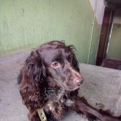 Подробнее об объявлении «Ижевск Найдена собака» Фото: найдена собака  «Ижевск Найдена собака» в г. Ижевск