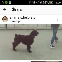Подробнее об объявлении «Найдена собака Ставрополь» Фото: найдена собака  «Найдена собака Ставрополь» в г. Ставрополь