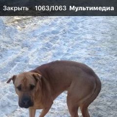 Подробнее об объявлении «Оренбург Найдена собака чья собака» Фото: найдена собака Абиссинская «Оренбург Найдена собака чья собака» в г. Оренбург