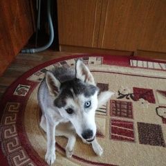 Подробнее об объявлении «Найдена собака Нижний Новгород» Фото: найдена собака Сибирская хаски «Найдена собака Нижний Новгород» в г. Нижний Новгород