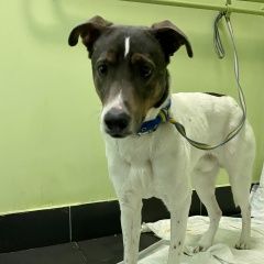 Подробнее об объявлении «Найдена собака кобель метис джек рассел с ошейником и поводком Москва» Фото: найдена собака  «Найдена собака кобель метис джек рассел с...» в г. Москва