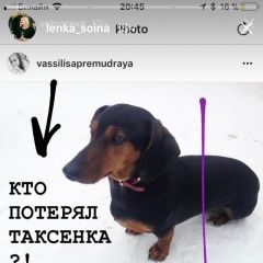 Подробнее об объявлении «Жуковский Найдена собака» Фото: найдена собака Такса «Жуковский Найдена собака» в г. Жуковский