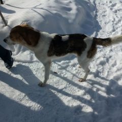 Подробнее об объявлении «Ферзиково Найдена собака кобель метис бигля или эстонской гончей» Фото: найдена собака Бигль «Ферзиково Найдена собака кобель метис бигля или...» в г. Ферзиково