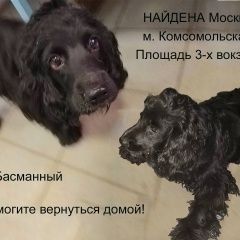 Подробнее об объявлении «Найдена собака 18.03 спаниель вокзал м.комсомольская Москва» Фото: найдена собака Английский кокер-спаниель «Найдена собака 18.03 спаниель вокзал...» в г. Москва