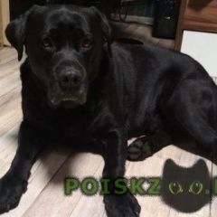 Подробнее об объявлении «Найдена собака кобель лабрадор Москва» Фото: найдена собака Лабрадор ретривер «Найдена собака кобель лабрадор Москва» в г. Москва