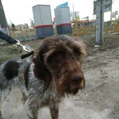 Подробнее об объявлении «Найдена собака Аксай (Ростовская обл.)» Фото: найдена собака Дратхаар «Найдена собака Аксай (Ростовская обл.)» в г. Аксай (Ростовская обл.)