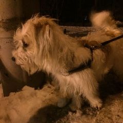 Подробнее об объявлении «Найдена собака кобель мальчик Москва» Фото: найдена собака Джек рассел терьер «Найдена собака кобель мальчик Москва» в г. Москва