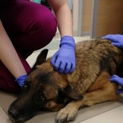 Подробнее об объявлении «Найдена собака сука немецкой овчарки Москва» Фото: найдена собака Немецкая овчарка «Найдена собака сука немецкой овчарки Москва» в г. Москва