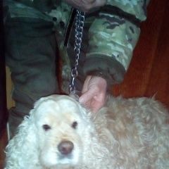 Подробнее об объявлении «Найдена собака кобель кокер- спаниель Волгоград» Фото: найдена собака  «Найдена собака кобель кокер- спаниель Волгоград» в г. Волгоград