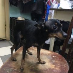 Подробнее об объявлении «Найдена собака Нижний Новгород» Фото: найдена собака Чихуахуа «Найдена собака Нижний Новгород» в г. Нижний Новгород