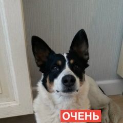 Подробнее об объявлении «Найдена собака кобель 27 марта 2018 на тушинской Москва» Фото: найдена собака  «Найдена собака кобель 27 марта 2018 на...» в г. Москва