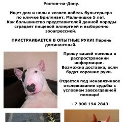 Подробнее об объявлении «Найдена собака кобель ищем самых любящих родителей Ростов-на-Дону» Фото: найдена собака Бультерьер «Найдена собака кобель ищем самых любящих...» в г. Ростов-на-Дону