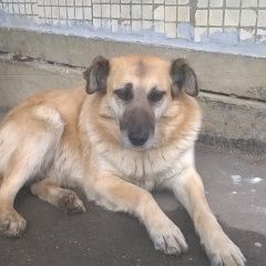 Подробнее об объявлении «Найдена собака очень похожа на собаку печеньку Талдом» Фото: найдена собака  «Найдена собака очень похожа на собаку печеньку...» в г. Талдом