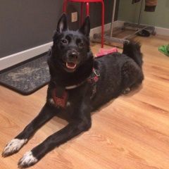 Подробнее об объявлении «Найдена собака в красной шлейке с ручкой. Реутов» Фото: найдена собака  «Найдена собака в красной шлейке с ручкой. Реутов» в г. Реутов