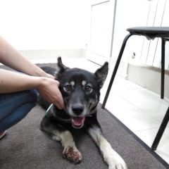 Подробнее об объявлении «Найдена собака срочно хозяин старый или новый отзовись Орехово-Зуево» Фото: найдена собака  «Найдена собака срочно хозяин старый или новый...» в г. Орехово-Зуево