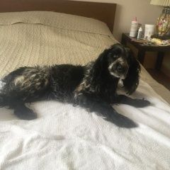 Подробнее об объявлении «Нарофоминск Найдена собака 1.04 спаниель ий, глаголево» Фото: найдена собака Русский охотничий спаниель «Нарофоминск Найдена собака 1.04 спаниель ий,...» в г. Нарофоминск