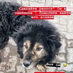 Подробнее об объявлении «Барнаул Найдена собака срочно» Фото: найдена собака  «Барнаул Найдена собака срочно» в г. Барнаул