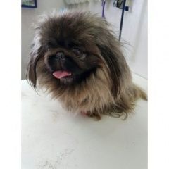 Подробнее об объявлении «Найдена собака кобель пекинес Нижний Новгород» Фото: найдена собака Пекинес «Найдена собака кобель пекинес Нижний Новгород» в г. Нижний Новгород