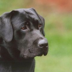 Подробнее об объявлении «Найдена собака щенная сука лабрадора Нижний Новгород» Фото: найдена собака Лабрадор ретривер «Найдена собака щенная сука лабрадора Нижний...» в г. Нижний Новгород