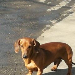 Подробнее об объявлении «Найдена собака кобель такса, рыжий новоподрезково 05.04.2018 Химки» Фото: найдена собака Такса «Найдена собака кобель такса, рыжий...» в г. Химки