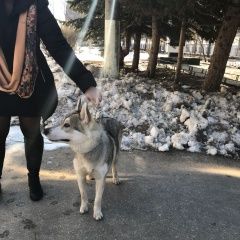 Подробнее об объявлении «Найдена собака кобель Нижний Новгород» Фото: найдена собака Сибирская хаски «Найдена собака кобель Нижний Новгород» в г. Нижний Новгород