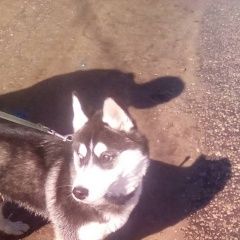 Подробнее об объявлении «Найдена собака девочка хаски Нижний Новгород» Фото: найдена собака Сибирская хаски «Найдена собака девочка хаски Нижний Новгород» в г. Нижний Новгород