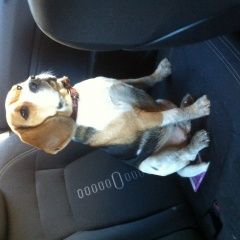 Подробнее об объявлении «Найдена собака Нижний Новгород» Фото: найдена собака Бигль «Найдена собака Нижний Новгород» в г. Нижний Новгород