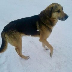 Подробнее об объявлении «Ижевск Найдена собака кобель» Фото: найдена собака  «Ижевск Найдена собака кобель» в г. Ижевск