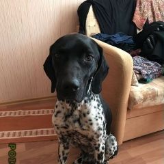 Подробнее об объявлении «Найдена собака кобель база успех Камызяк» Фото: найдена собака Курцхаар «Найдена собака кобель база успех Камызяк» в г. Камызяк