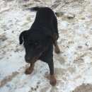 Подробнее об объявлении «Найдена собака ротвейлер Нижний Новгород» Фото: найдена собака Ротвейлер «Найдена собака ротвейлер Нижний Новгород» в г. Нижний Новгород