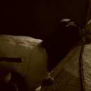 Подробнее об объявлении «Братск Найдена собака кобель сегодня10.01.2017» Фото: найдена собака  «Братск Найдена собака кобель сегодня10.01.2017» в г. Братск