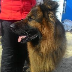 Подробнее об объявлении «Найдена собака кобель Голицыно (Московская обл.)» Фото: найдена собака Немецкая овчарка «Найдена собака кобель Голицыно (Московская обл.)» в г. Голицыно (Московская обл.)