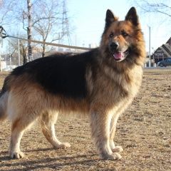 Подробнее об объявлении «Нарофоминск Найдена собака кобель» Фото: найдена собака Немецкая овчарка «Нарофоминск Найдена собака кобель» в г. Нарофоминск