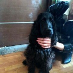 Подробнее об объявлении «Ильинский (Московская обл.) Найдена собака кобель 10.04 спаниель ильинский, раменский» Фото: найдена собака Английский кокер-спаниель «Ильинский (Московская обл.) Найдена собака...» в г. Ильинский (Московская обл.)